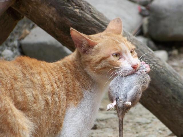 辽宁男子训练出特种猫群，分工明确听指挥，在粮厂内进行猫鼠大战