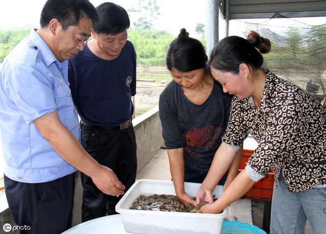 养殖泥鳅苗种培育是第一步，看看老师傅是怎么做的