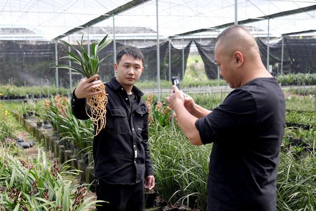 福建南靖兰花触“网” 香飘致远绽放“美丽经济”