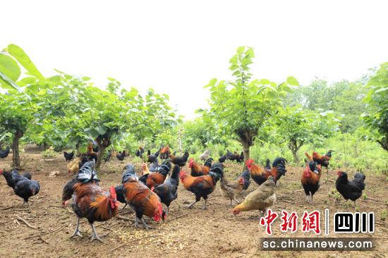 简阳土鸡：打通产业链 “飞”出新丰景