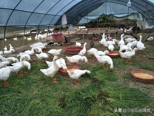 禽病防控：抓住不同类型禽病的防控重点和方法，减少家禽发病率