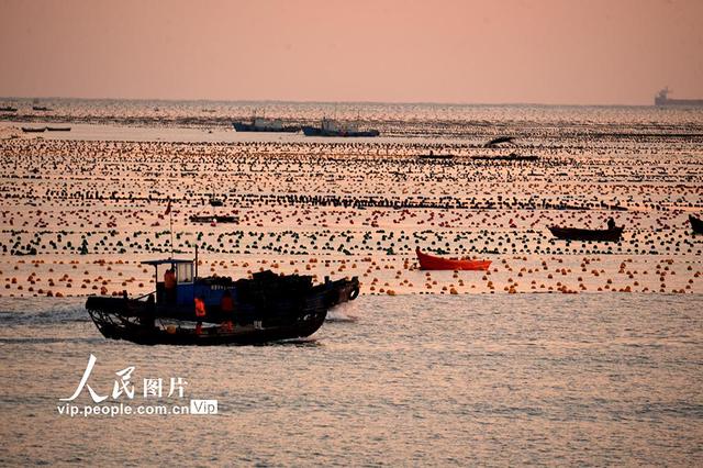 山东荣成：冬闲不闲 海上养殖管护忙