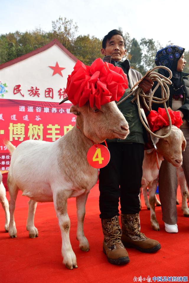 四川阆中：博树最美山羊出炉 带动产业持续跃升