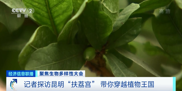 这里680多种植物都吃肉！走进昆明“扶荔宫”，带你穿越“植物王国”→