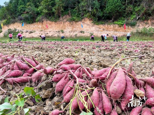 梅州：治“荒”有方，粮食满仓｜土地不撂荒 发展有希望⑧