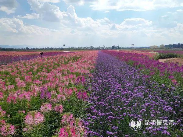 来花仙子花园，走进遍地鲜花的童话世界