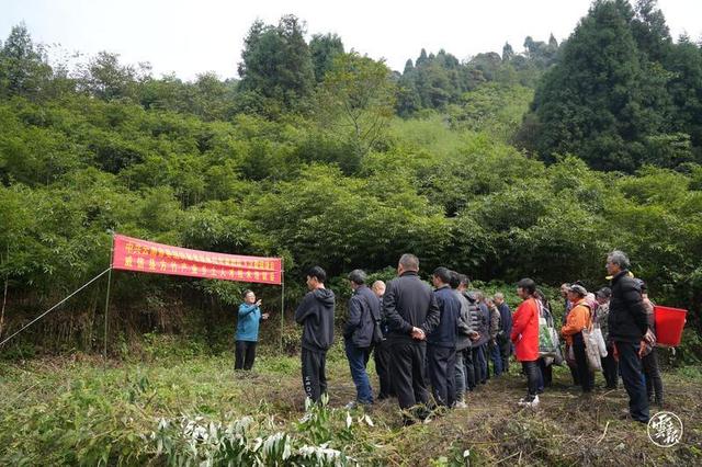 昭通威信：方竹产业绿了山头富了民