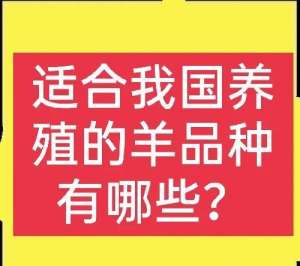 品种羊养殖(想养羊的看过来，这些品种很不错，建议收藏)