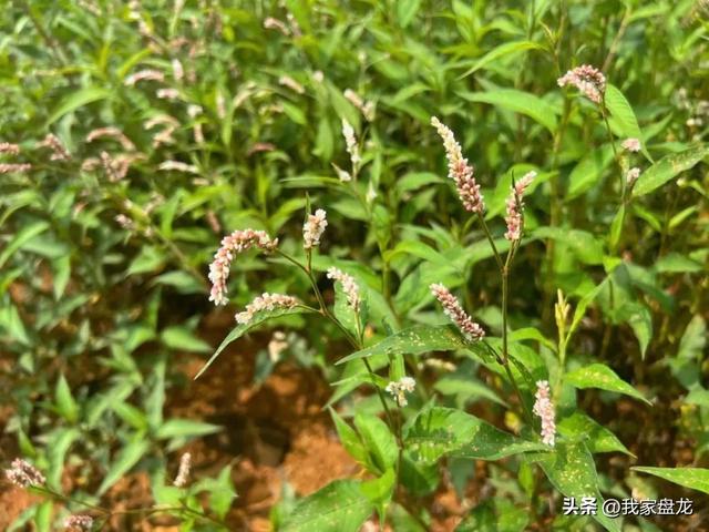 昆明野鸭湖生态科普研学基地9月亮相，让我们一起探秘自然吧！