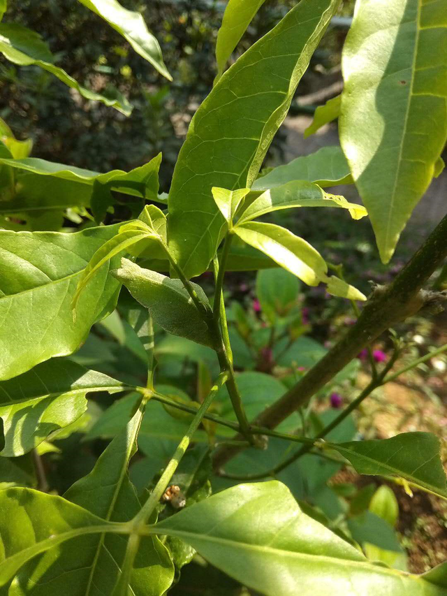 巴黎翠凤蝶人工养殖，花与蝶