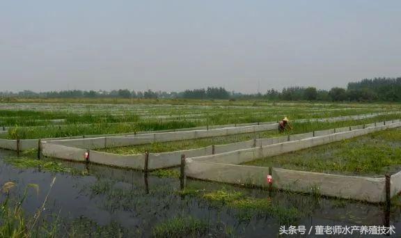 小龙虾池塘建设第二步—精养池塘建设