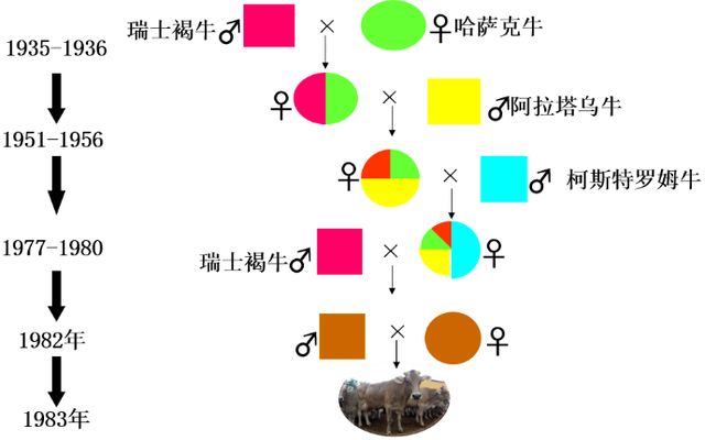 有一种牛，叫新疆褐牛