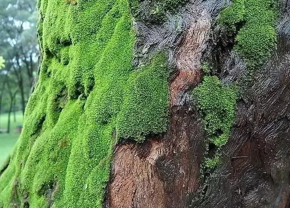 用哪一种铺面草来给您的盆景增姿添色？