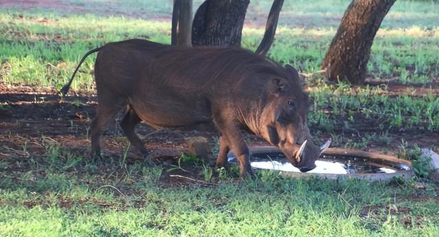 “野猪肉”要上市了？陕西对20万头野猪大开杀戒，它们犯了啥错？