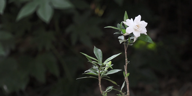 想要拍好花朵 这些细节你是需要知道 花卉拍摄技巧