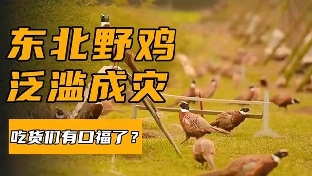 东北野鸡泛滥成灾，农民为何不抓来吃？背后原因令人大跌眼镜