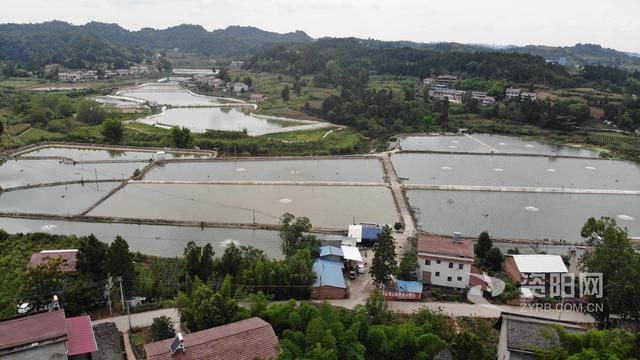 资阳安岳县永顺镇：特色水产养殖 助力乡村振兴