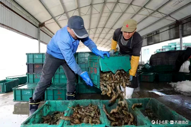 源头探“鲜”·好海出好参！好当家海参出圈，年产超十亿