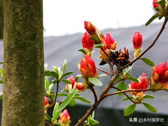 种植映山红，做好这4条，开花就不会少