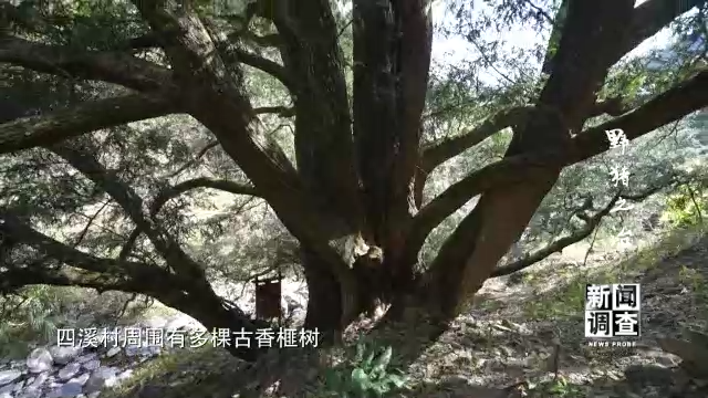 野猪之治 如何维护生态系统动态平衡？