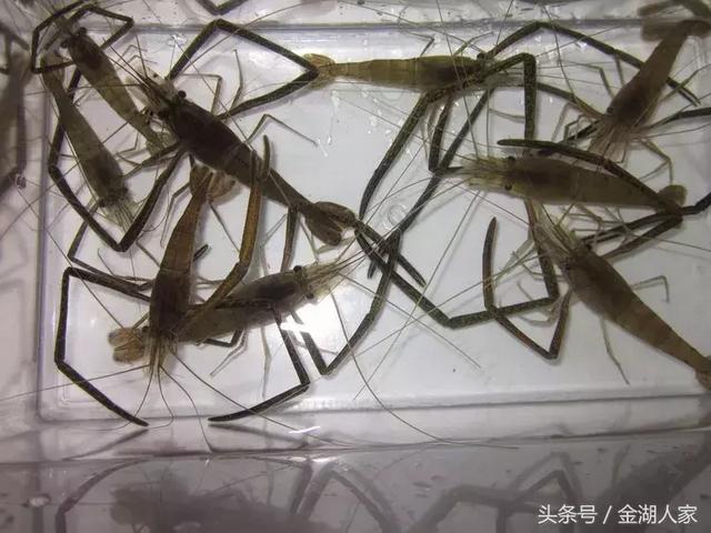 河虾养殖的幼虾培育过程管理
