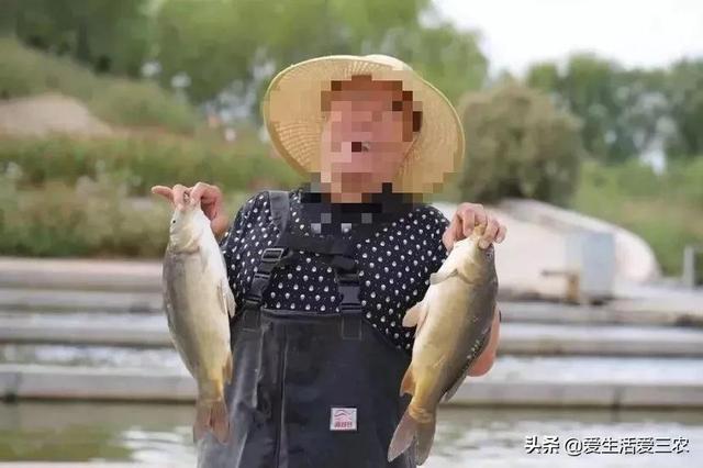 没鳞片的鲤鱼，你认识吗？能不能吃，价钱如何？一文说清