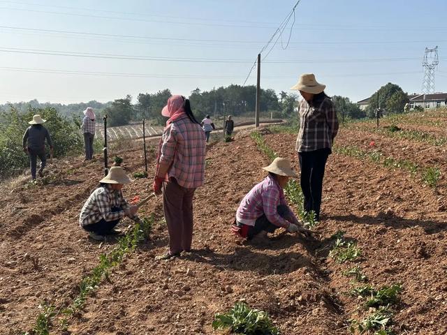 孝昌周巷：新村企共建模式 打造万亩生态茶园