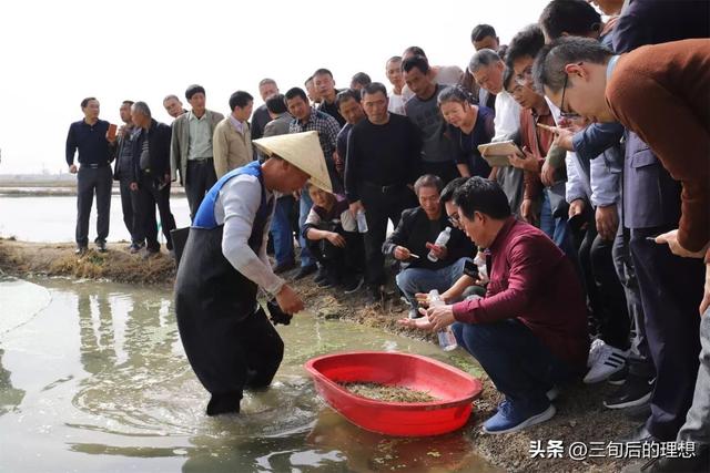 好水养好虾，从零开始的青虾养殖指南，实现高产高质的养殖环境