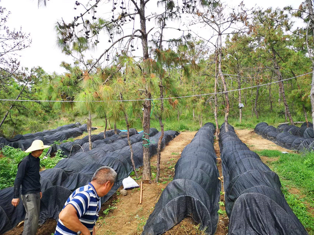 南华罗武庄乡：生态循环养殖助力乡村振兴