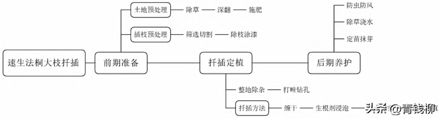 速生法桐(少球悬铃木)大枝大田扦插实用技术