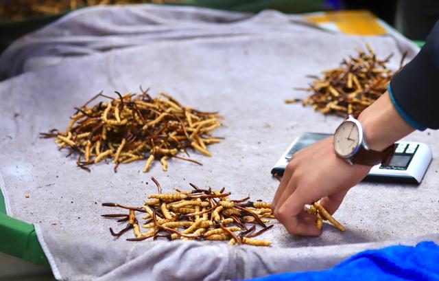 中国最大的冬虫夏草市场—西宁玖鹰虫草市场