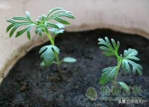 波斯菊种子的养殖方法(波斯菊最全的种植方法和注意事项，手把手教你)