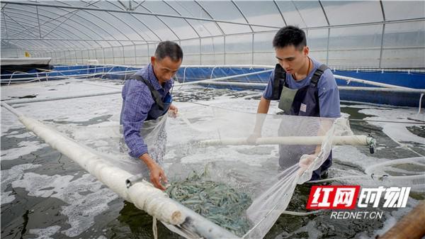 浏阳山里养出南美白对虾 一年四季都产虾