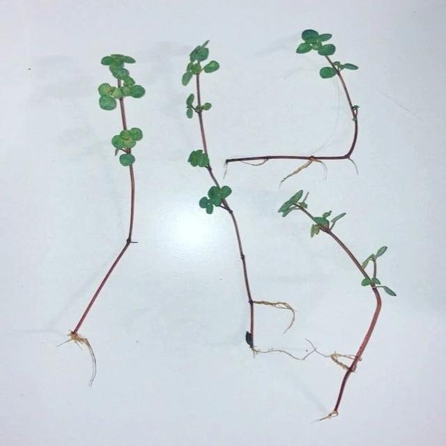 灰绿冷水花土培和水培测试，形态娇小圆润的室内植物，繁殖也简单