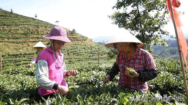 广西苍梧：“六堡茶”香飘千年 旺甫牛肉鲜四方