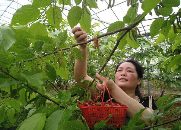 摘水果钓龙虾赏古建 红木小镇果香飘逸