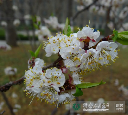 北林大又添三个梅花良种，可耐受-30℃低温