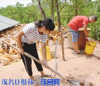 这种原生态养鸡你见过吗？