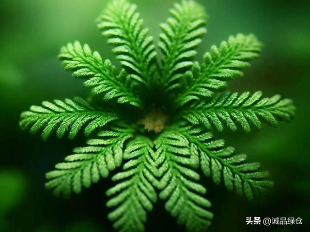 翠云草：一种美丽而有用的蕨类植物，如何在家里养殖？