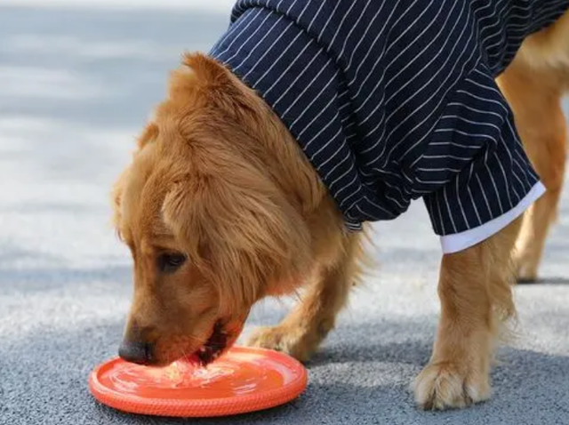 七条实用经验分享，让你更好地饲养金毛犬