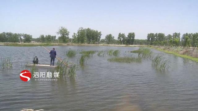 江苏省宿迁市泗阳：小龙虾大量上市基地迎来丰收季