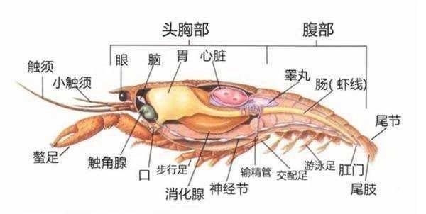 吃小龙虾前必看！建议收藏~