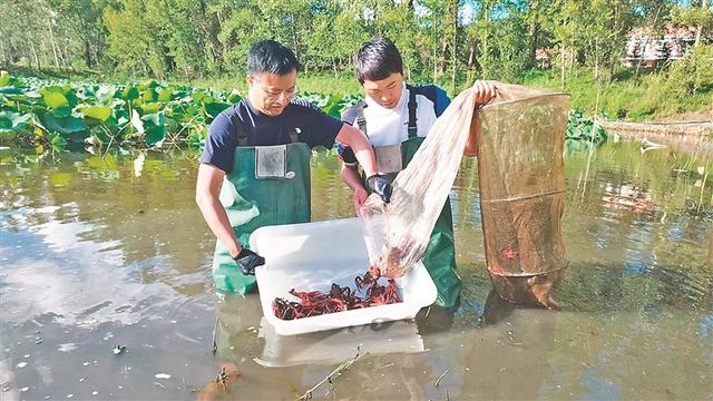 宾县 寒地小龙虾 走出渔业特色路