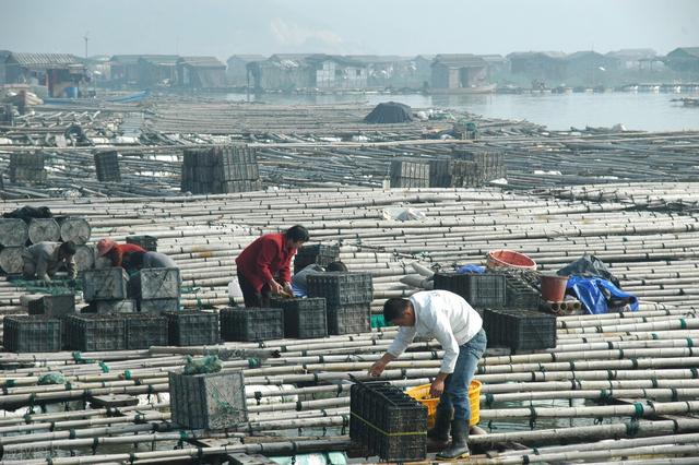 10万吨“巨轮”深海养大黄鱼，质量堪比野生，养鱼新时代来了