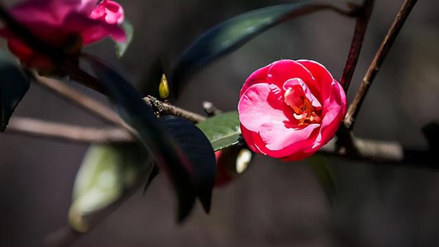 茶花如何种植？根据不同的品种和习性为前提，同时注意这几个方面