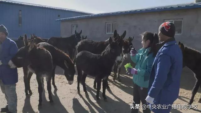 [农广天地]桑干河畔驴鲜 兔嫩