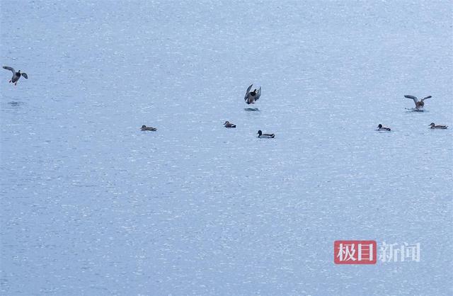 绿头鸭在武汉东湖“鸭丁兴旺”