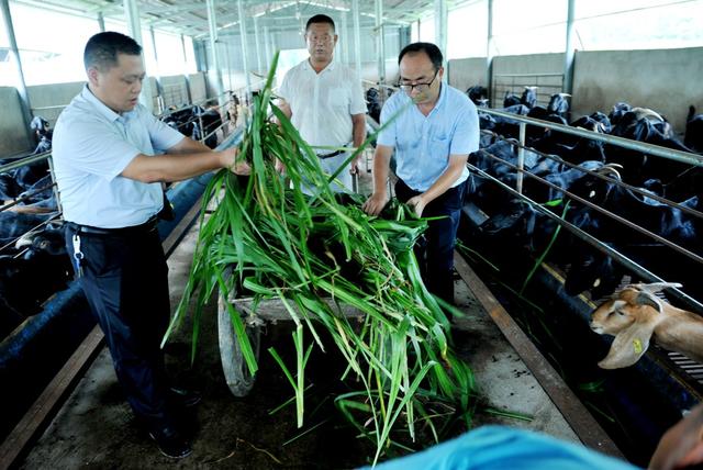 江西鄱阳：党建+村级集体经济助力乡村振兴