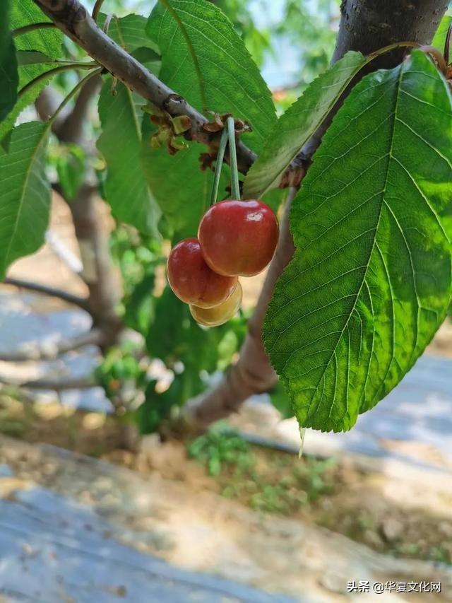 樱桃小镇夏蔚镇