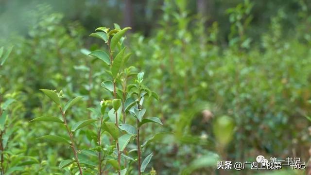 广西苍梧：“六堡茶”香飘千年 旺甫牛肉鲜四方